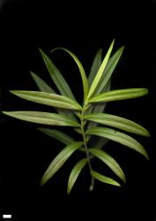 Veronica corriganii. Sprig. Scale = 10 mm.
 Image: M.J. Bayly & A.V. Kellow © Te Papa CC-BY-NC 3.0 NZ